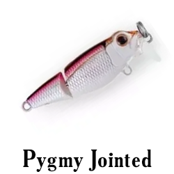 Pygmy Jointed